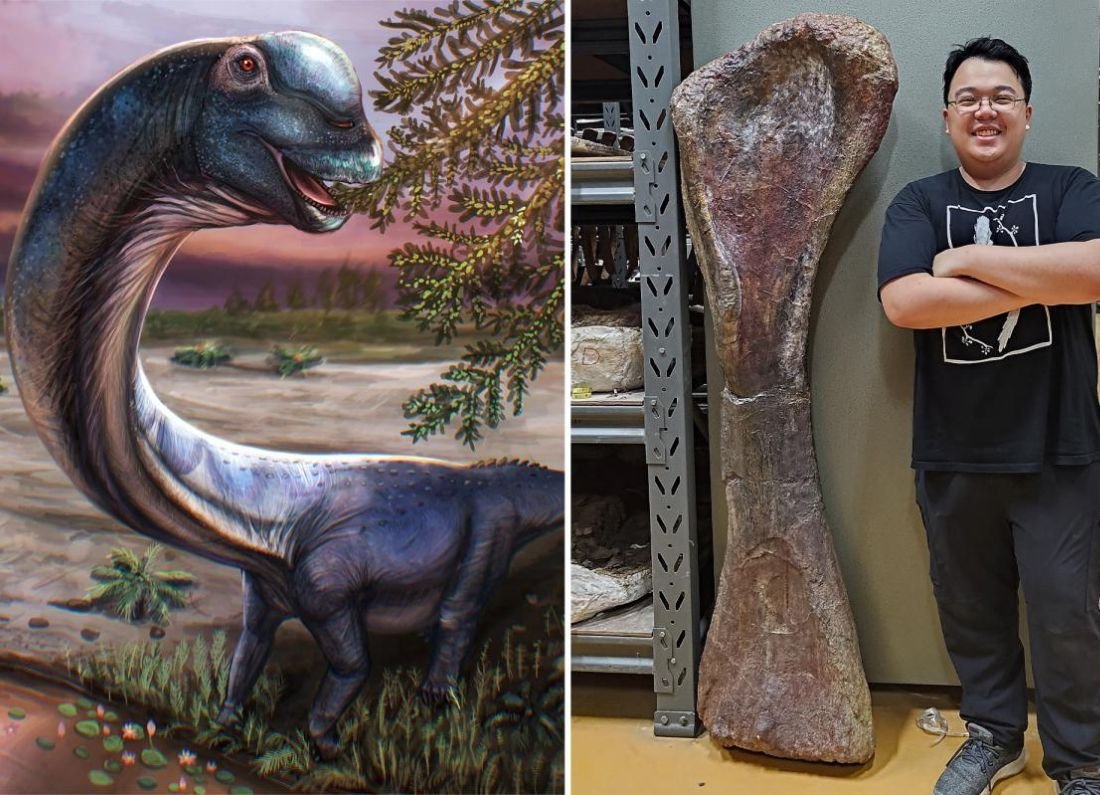 Hallan nuevo dinosaurio en Tailandia: así es el gigante descubierto en Asia