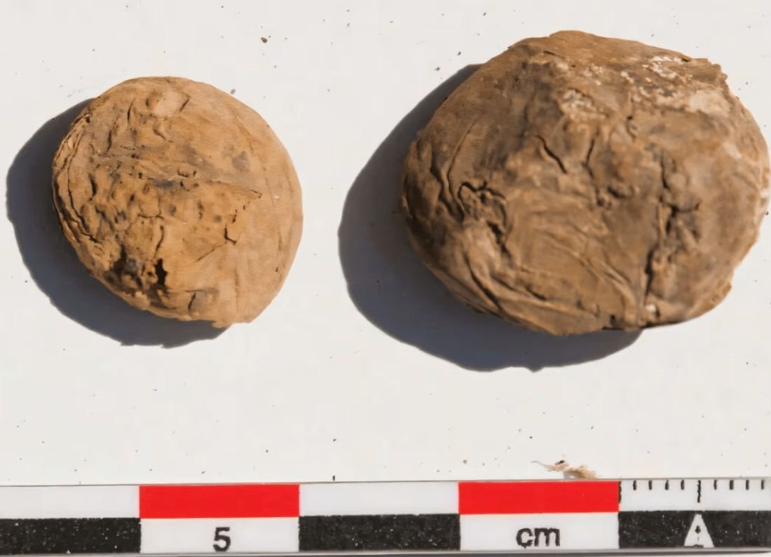 Hallan papas de hace 500 años en Perú