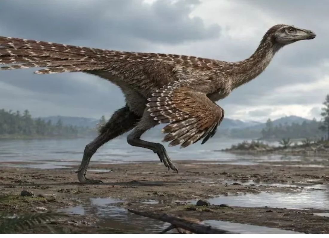 Hallan dinosaurio de cuatro alas en China