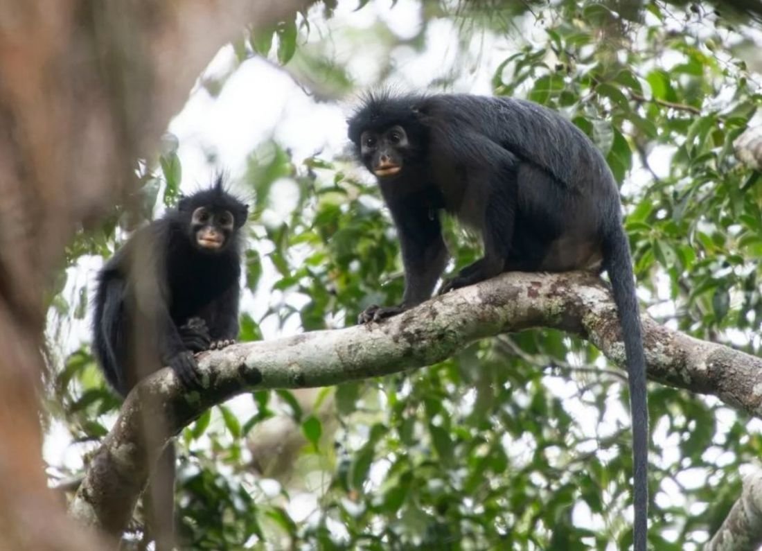 Descubren en el Congo una nueva especie de mono de labios naranjas