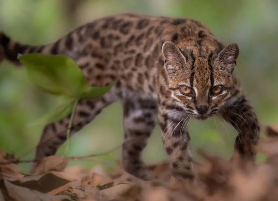 Bolivia descubre al tilcayo, el primer nuevo felino en más de un siglo