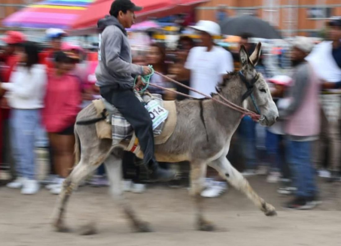 DIBA contribuye a suspender Carrera de Burros en Caltepec